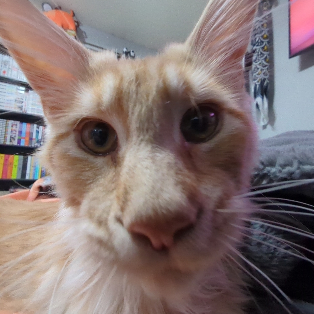 Meet your Posher, Kai